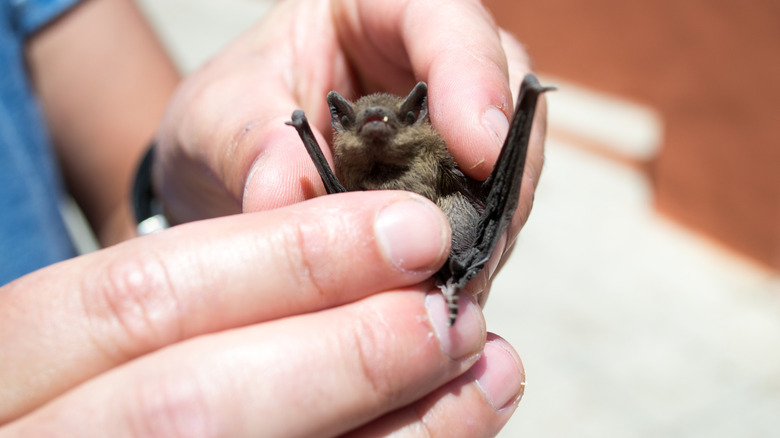 A person holding a small bat in their hands