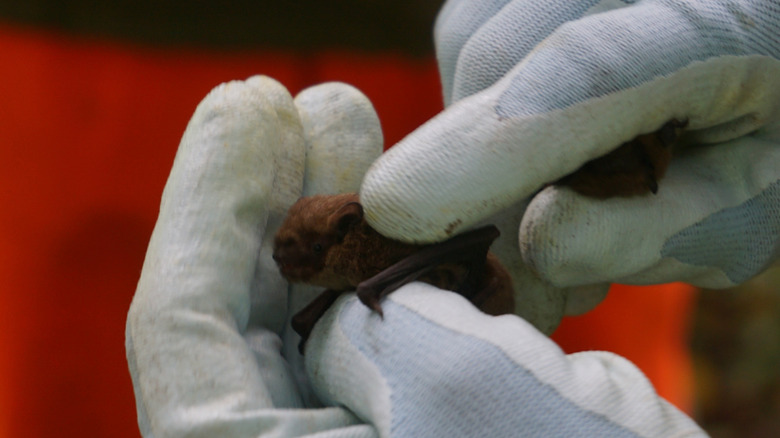 A person with thick gloves gently holding a small bat