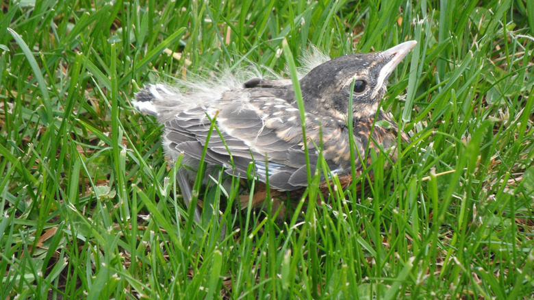 Fledgling bird in the grass