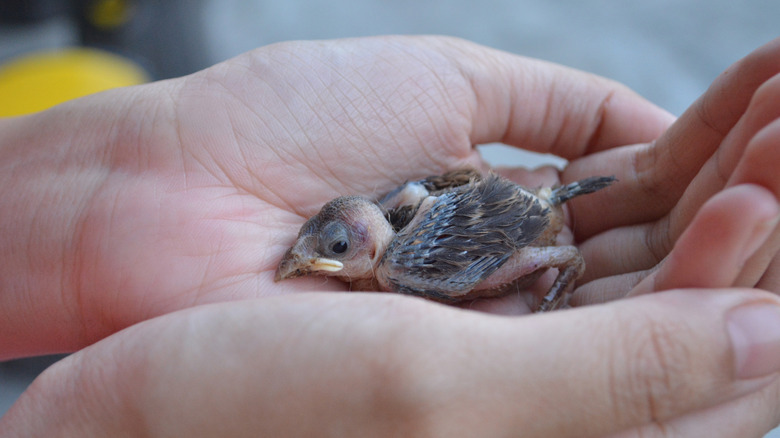 Person holding a baby bird
