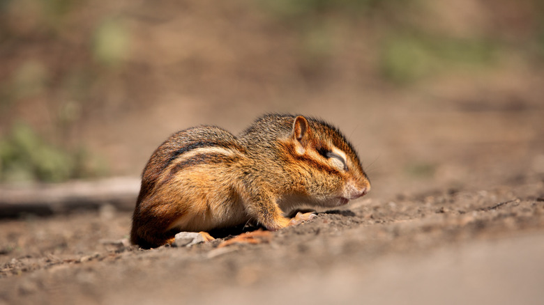 close up of baby chipmunk