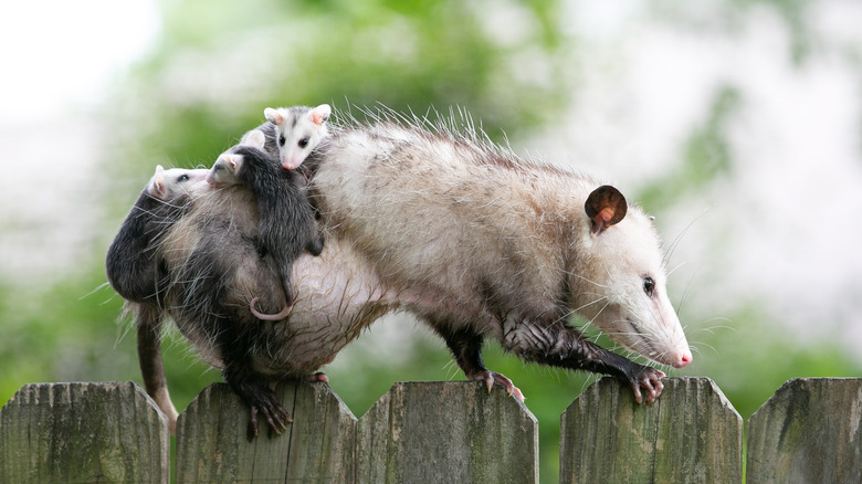 A mother opossum with offspring on her back, crawling across the top of a wooden fence.