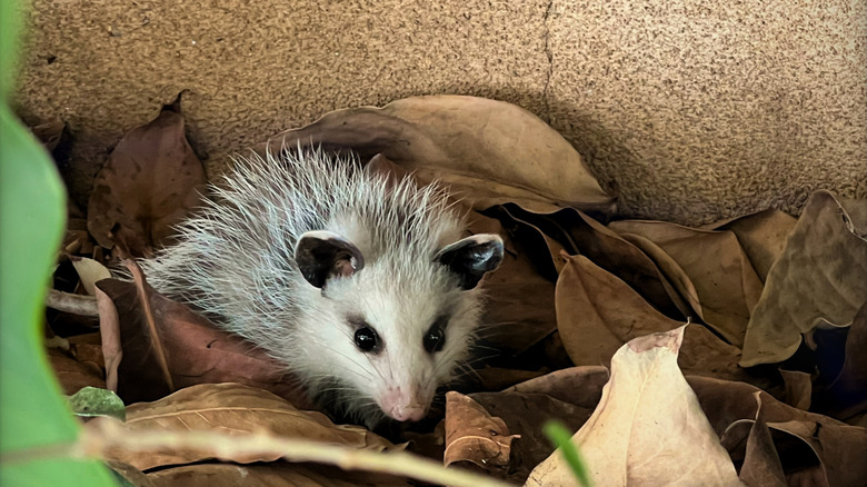 A young opossum in leaf litter.
