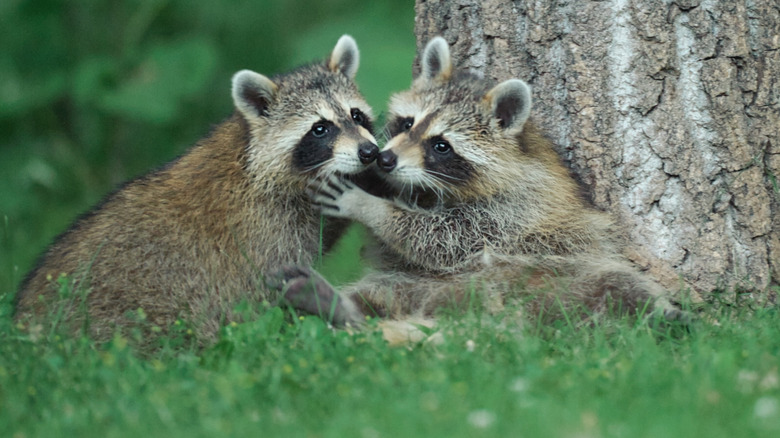 Two raccoons nose to nose in a cute embrace in front of a tree
