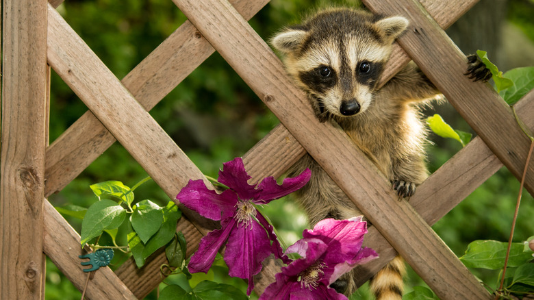 A baby raccoon climbing a trellis in a yard