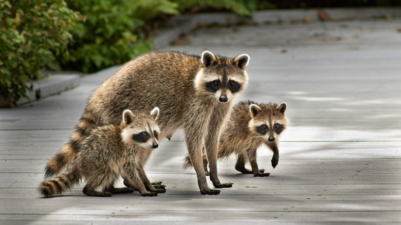 A mother raccoon with two babies on a wooden platform or pathway