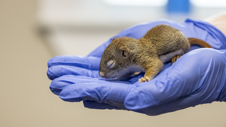 A young squirrel with eyes closed in gloved hands.