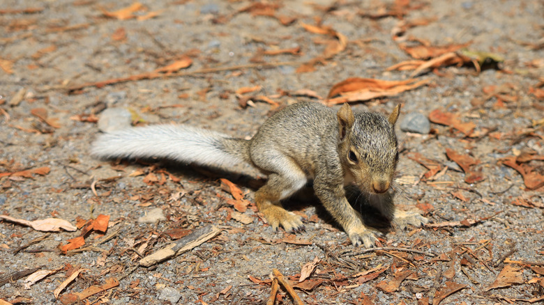 A young squirrel crouching on the ground.