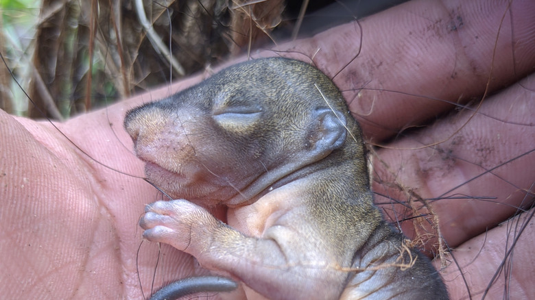 Infant squirrel with closed eyes in the palm of someone's hand
