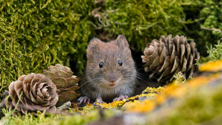 A young vole rests on the ground between two pinecones in front of a shrub