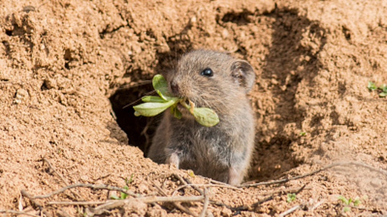 A small vole pokes its head out of an underground tunnel, carrying green leaves in its mouth