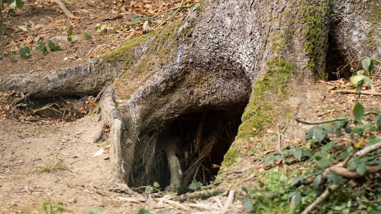 A hollow cave beneath a large tree that could be a bear's den.