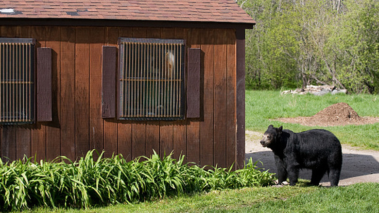 A black bear stands on all fours next to a wood-paneled home