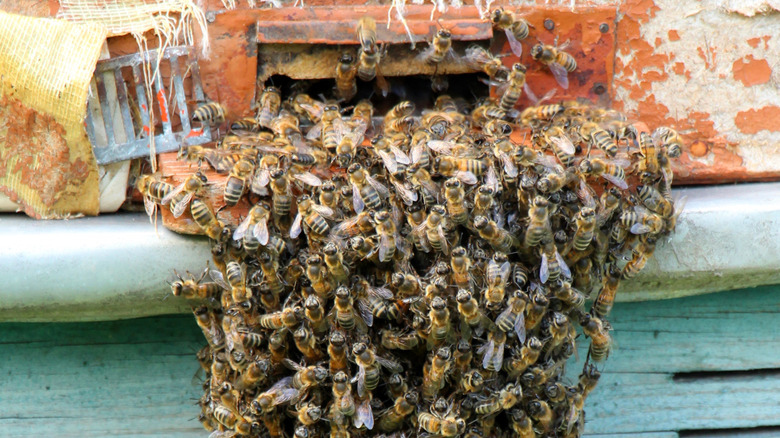 a swarm of bees at an entrance to a nest