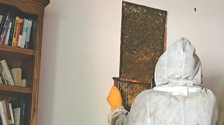 a beekeeper removes honey bees from inside a house