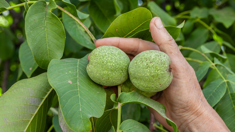 A person holds two hulls growing from a black walnut tree