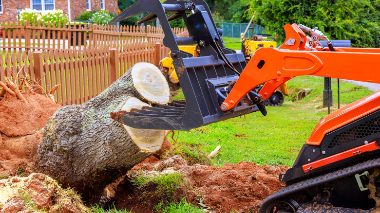 A tree stump is removed from a yard by workers in a construction skid machine