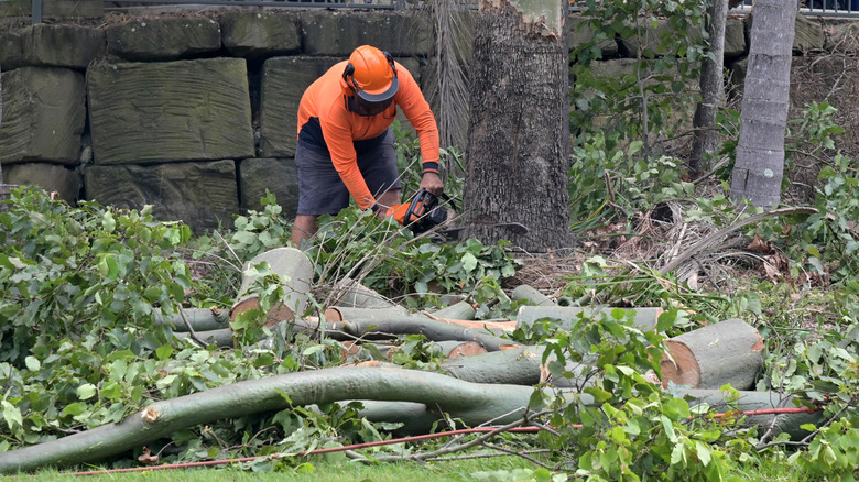 A man cutting down a large tree