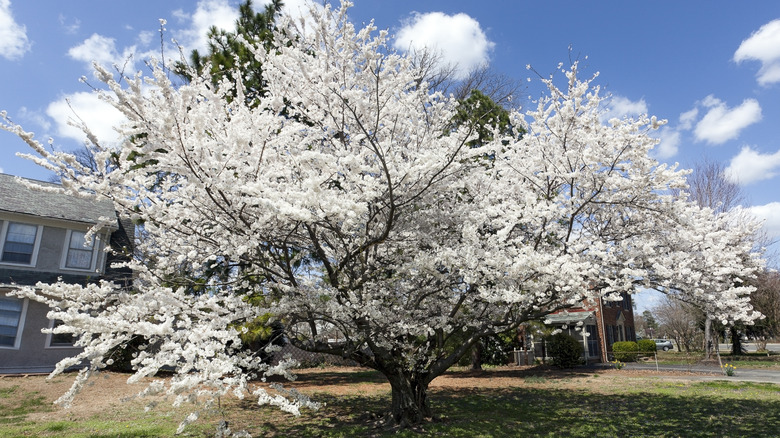 A large, spreading Bradford pear in a front yard