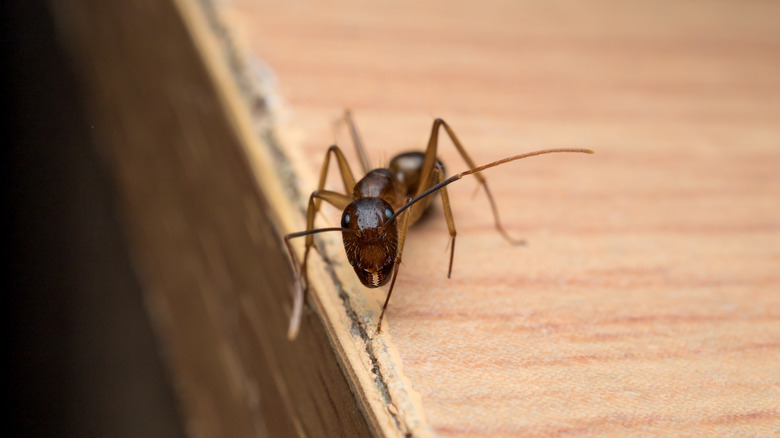 close up of carpenter ant