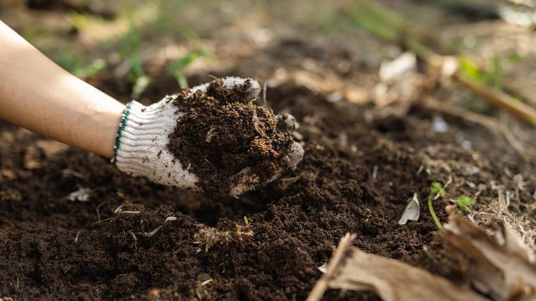 person putting fertilizer in garden