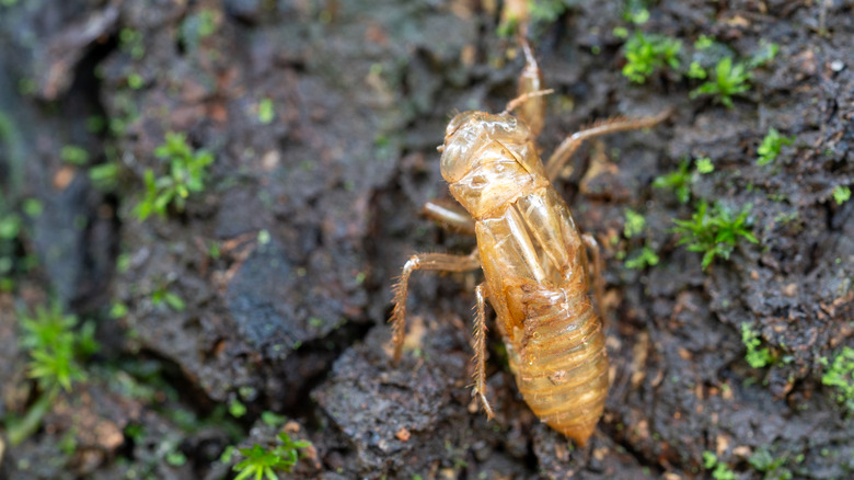 a cicada exoskeleton on dirt