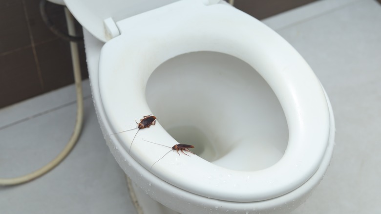 cockroach on toilet