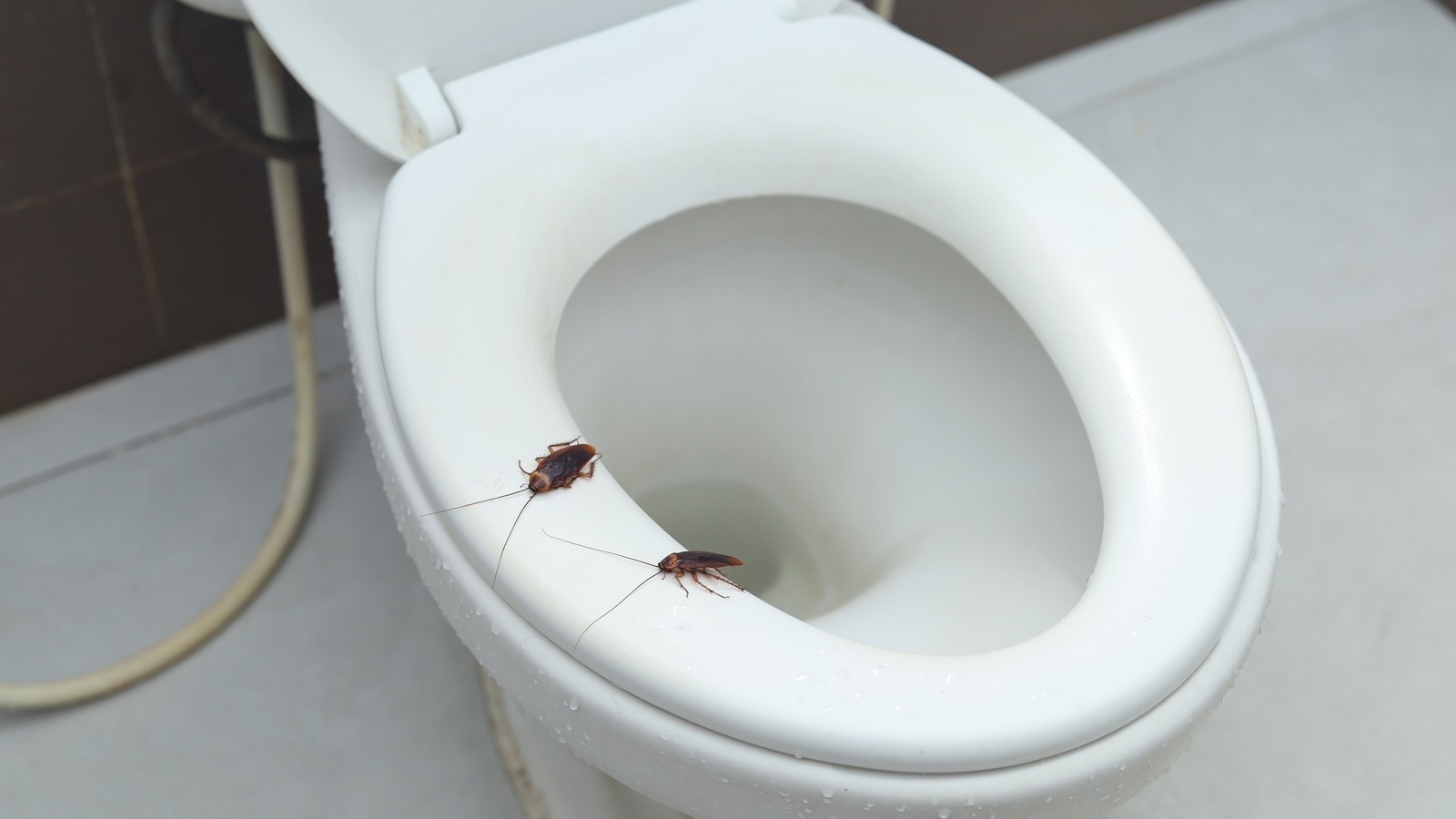 What To Do If You Find A Cockroach Crawling Up Your Toilet House Digest TrendRadars