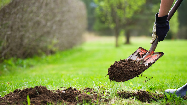 A person digging a hole in a lawn with a shovel