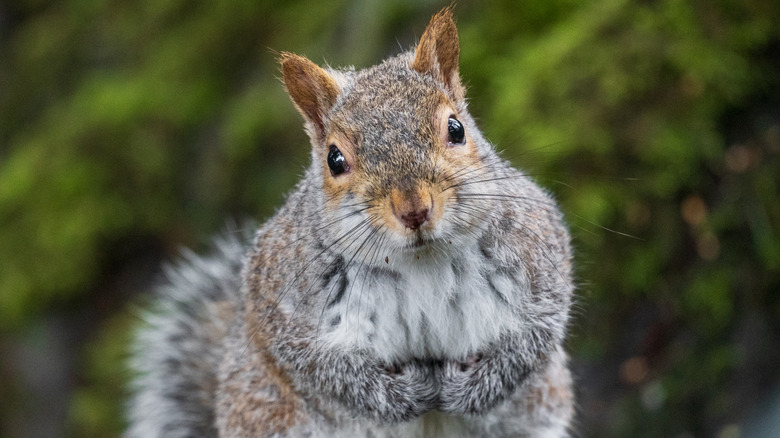 Squirrel looking at camera.