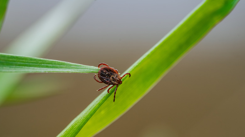 Close up of a tick on a piece of grass