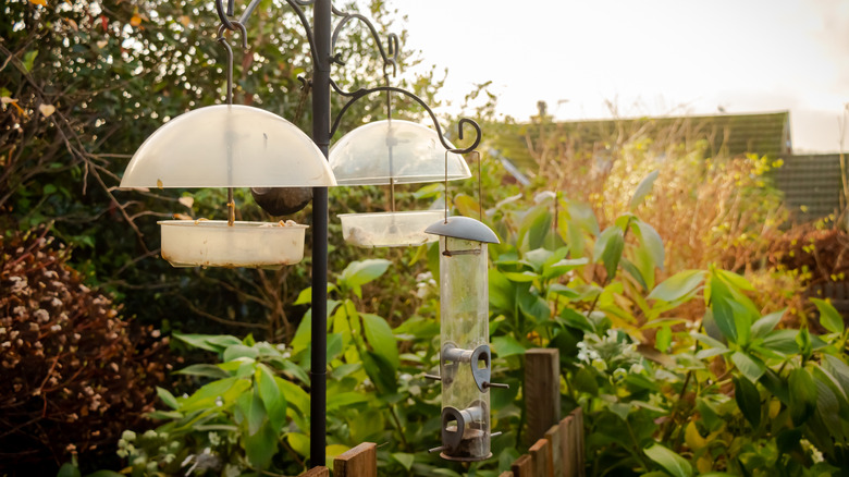 Several bird feeders with baffles in front of shrubs and trees.