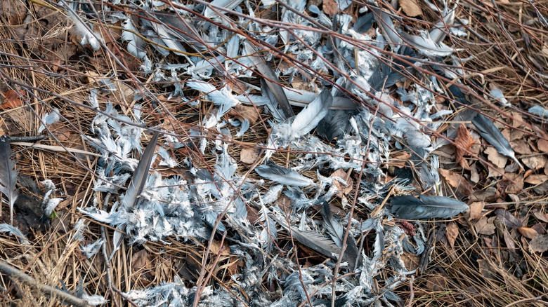 Pile of grey feathers on top of pine straw outside