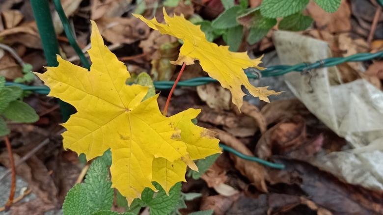 Young yellow Norway maple seedling amid other plants in yard