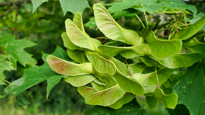 Cluster of Norway maple samaras and green leaves