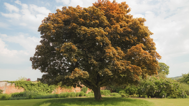 A mature Norway maple tree with a broad canopy in a green field