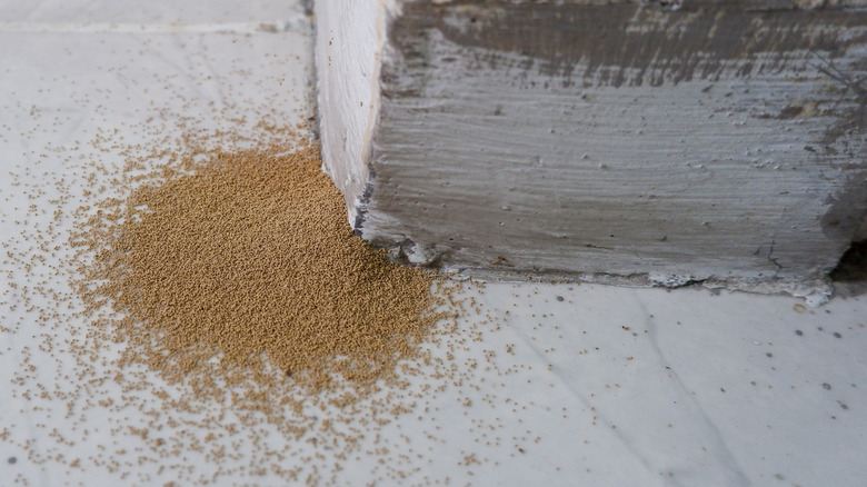 Pile of termite frass near a home's wall