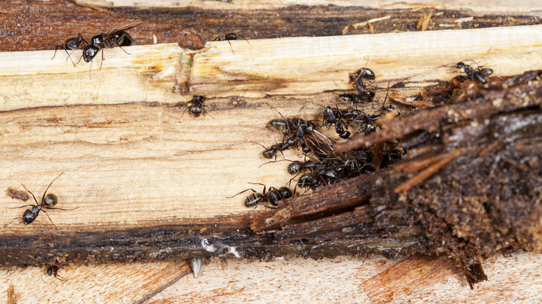 Carpenter ants infesting wood in a house
