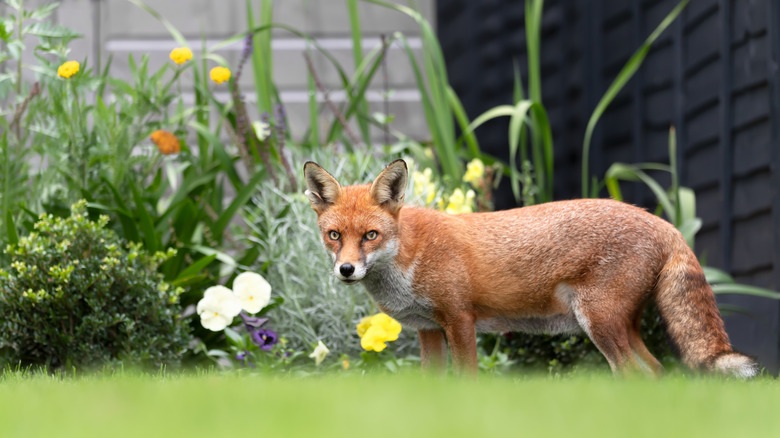 fox outside of home in garden