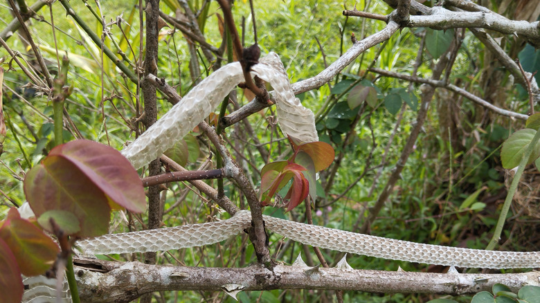 A shed snake skin twines through tree branches