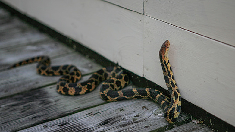 A snake is examining the exterior of a home, looking for a way in.