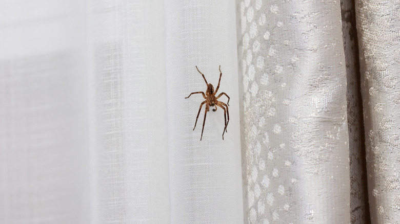 A spider on a curtain