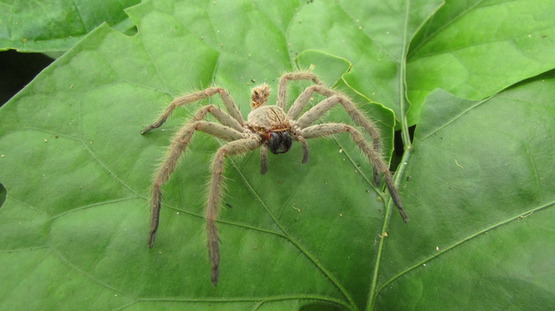 A large spider's shed exoskeleton on a leaf