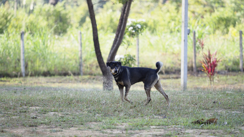 A black and brown dog standing alone in a yard