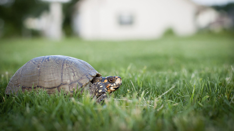 A box turtle rests in a grassy yard with a house in the background.