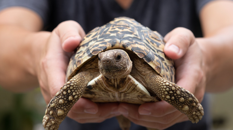Person holding a turtle facing forward.