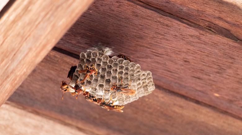 Wasps on a nest attached to wood