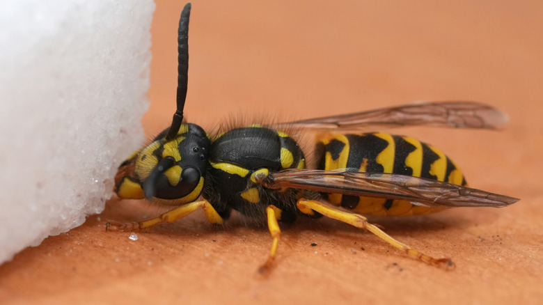 A yellowjacket wasp eating a sugar cube