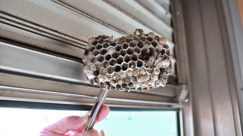 A wasp nest being removed from a window blind