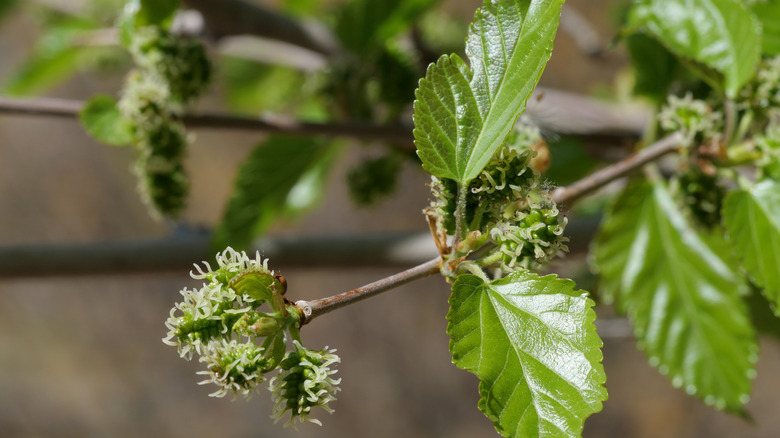 Close up of white mulberry leaves with young catkins